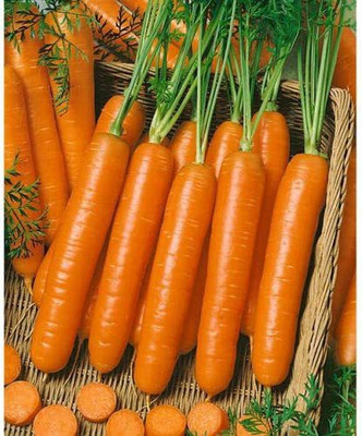 VibeX LX-13 - Little Fingers Carrot - (750 Seeds) Seed(750 per packet)