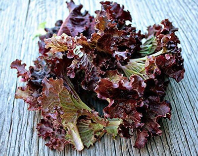 Qualtivate HUA-2A Red Lettuce Seeds Seed(300 per packet)