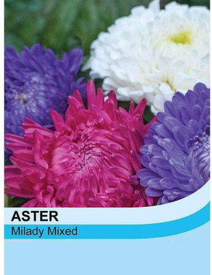 CYBEXIS Aster 'Milady Mixed' Seeds Seed(50 per packet)