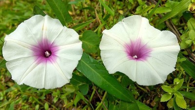 Quentova Ipomoea purpurea-NST-8D Seed(75 per packet)