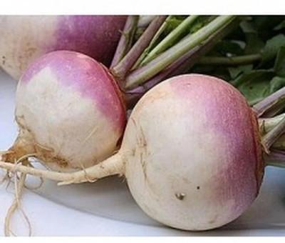 MYLAWN Purple Turnip - Top White Globe Seed(100 per packet)