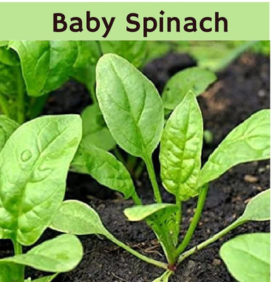 VibeX ® RXI-722 Baby Spinach Seeds Seed(500 per packet)