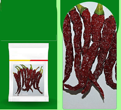 WILLVINE VMR -III Dabbi byadgi chilli | Sona-63 Chilli seeds | Red chilli[25gm] Seed(5000 per packet)