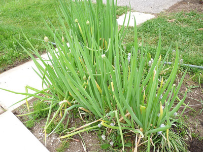 CYBEXIS PUAS-26 - Green Welsh Onion Bunching - (4500 Seeds) Seed(4500 per packet)