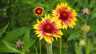SEEDSSIDE GAILLARDIA (BLANKET FLOWERS) Seed(20 per packet)
