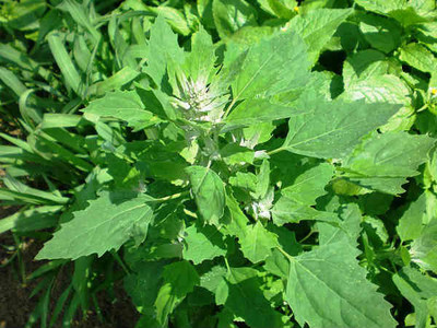 RISTO Chenopodium Bathua Seed(220 per packet)