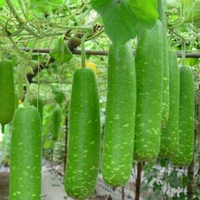 CYBEXIS PUAS-77 - Long Bottle Gourd OR Calabash - (100 Seeds) Seed(100 per packet)