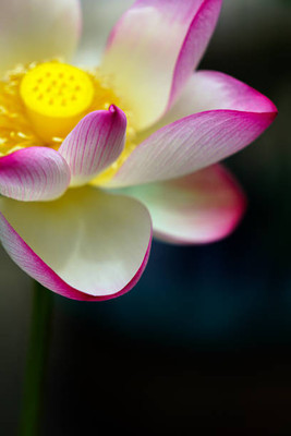 Triphal lotus,kamal gatta Seed(10 per packet)