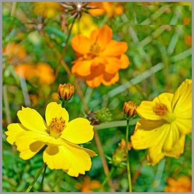 CYBEXIS Flowering Cosmos Less Maintenance Seeds Seed(1 g)