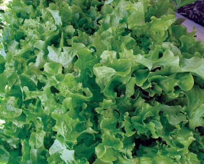 CRGO Lettuce Seed(50 per packet)