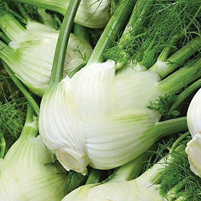 VibeX ® VMR-65 Common Fennel (Foeniculum vulgare) Seed(500 per packet)