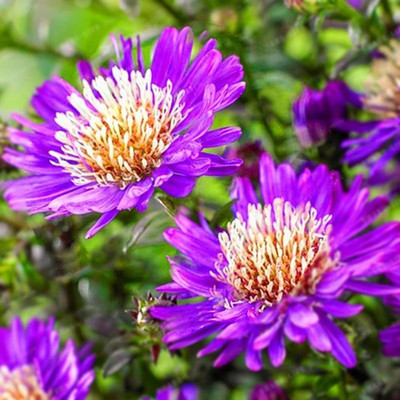 CYBEXIS Chrysanthemum Flower Plant Seeds Seed(25 per packet)