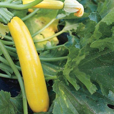 VibeX Gold Rush Hybrid Squash Seed(100 per packet)