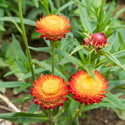 Aywal Helichrysum Mixed Seed(10 per packet)