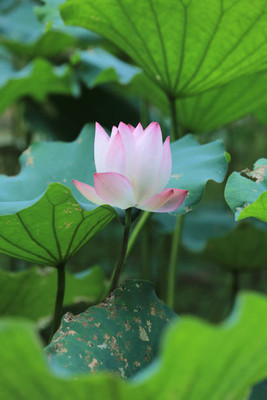 rsd enterprise lotus,kamal seeds Seed(14 per packet)