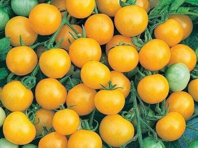 CYBEXIS Seeds of Vegetable Tomato Cherry Honeybee F12000 Seeds Seed(2000 per packet)