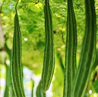 Qualtivate ICRA-8A Ridge Gourd Turai Seed(50 per packet)
