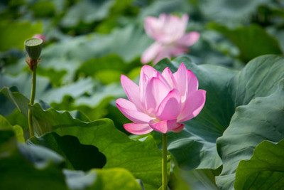 AYODHYAvati lotus,kamal gatta Seed(14 per packet)