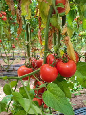 Starlink tomato Seed(100 per packet)
