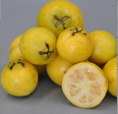 Quentova Guava, Amrood-HUA-3Q Seed(75 per packet)