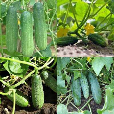 ibains Cucumber seeds f1 hybrid Kakari sosa seeds pack of 26 Seed(38 per packet)
