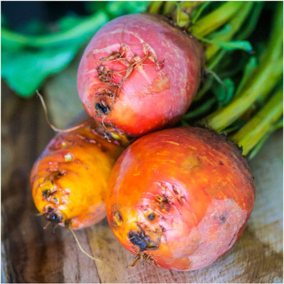 WILLVINE Non-GMO Hybrid Golden Detroit Beetroot (Beta vulgaris)-500 Seeds Seed(500 per packet)