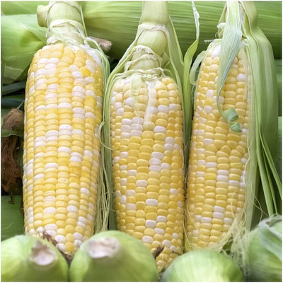 Qualtivate RES-9A Peaches & Cream Sweet Corn Seed(400 per packet)