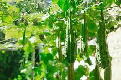 BDSresolve Hybrid ridge gourd seeds for home garden pack of 14 Seed(14 per packet)