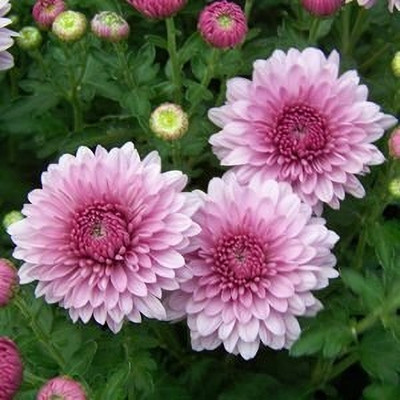 Lorvox Chrysanthemum Seed(15 per packet)