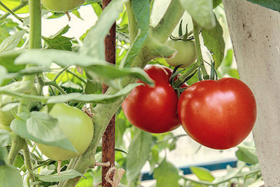 clause tomato Seed(110 per packet)