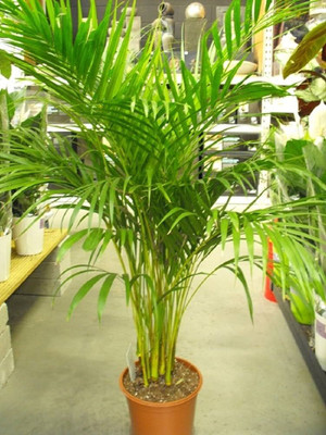 BDSresolve areca palm Seed(12 per packet)