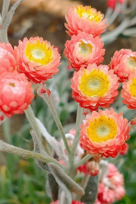 Lorvox Helichrysum Flower Plant Seed(135 per packet)