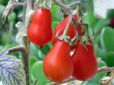 Biosnyg Hybrid Red Pear Tomato Vegetable Seeds for Home Gardening - (4000 Seeds) Seed(4000 per packet)