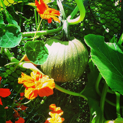 ErTh Pumpkin Desi - Green Seeds Seed(400 per packet)
