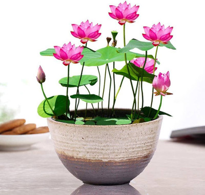 ibains Lotus flower japanese plant Seed(67 per packet)