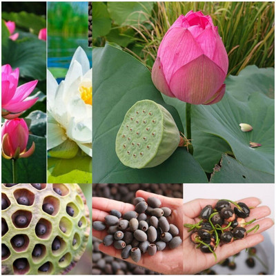 jkfarm Lotus, Kamal Flower Seed(24 per packet)