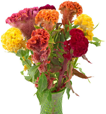 Flipkart SmartBuy Exotic Cockscomb Flower Mix Seed(25 per packet)