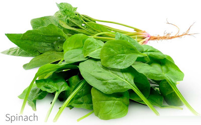 MYLAWN Palak Spinach पालक के बीज Seed(2000 per packet)