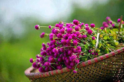 Lorvox Gomphrena Mixed Seed(110 per packet)