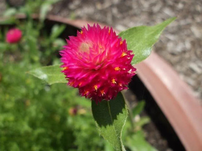 Quentova Amaranth, globe amaranth (Gomphrena)-TKK-2U Seed(40 per packet)