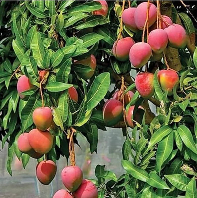 ibains Black mango seeds Seed(1 per packet)