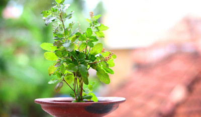 Aywal Shyam Tulsi Seed(60 per packet)