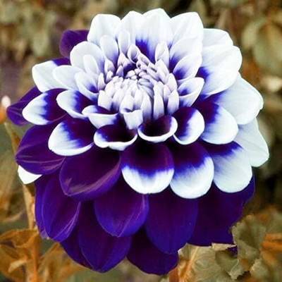 LPR DAHLIA Seed(5 per packet)