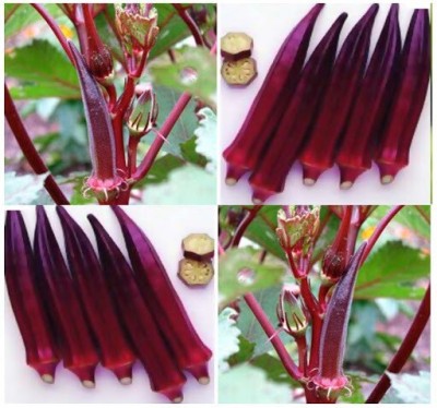 Quentova Burgundy Red Okra Seeds-RAJ-3G Seed(200 per packet)