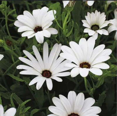 CYBEXIS African Daisy/Dimorphotheca Seed(1 g)