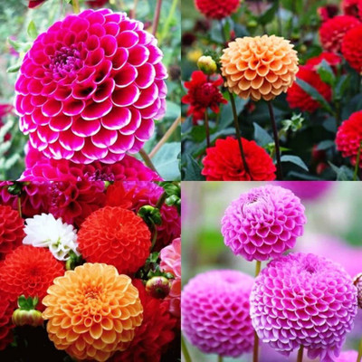 CYBEXIS VVI-38 - Flowers Dahlia Pompon Mix - (180 Seeds) Seed(180 per packet)
