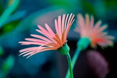 MAA Swan River Daisy Seed(120 per packet)