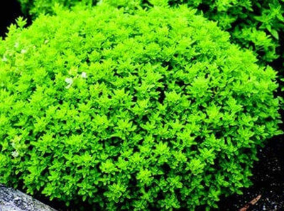 WILLVINE LX-8 Spicy Globe Basil Herb Seed(2000 per packet)