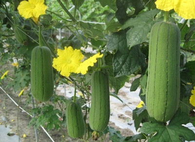 Quentova Short Smooth Luffa Seeds/sponge gourd-PAUS-4J Seed(50 per packet)