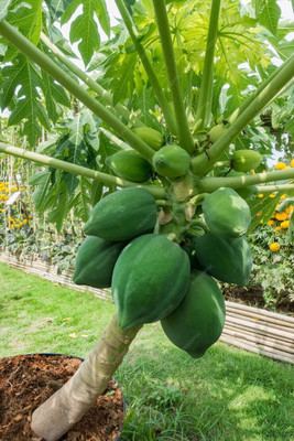 Pbevergreen Dwarf Papaya tropical Tree Seed(1000 per packet)